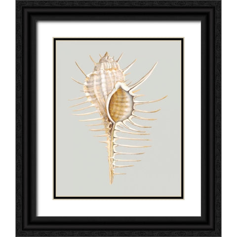 Spiney Murex Black Ornate Wood Framed Art Print with Double Matting by Willett, Michael