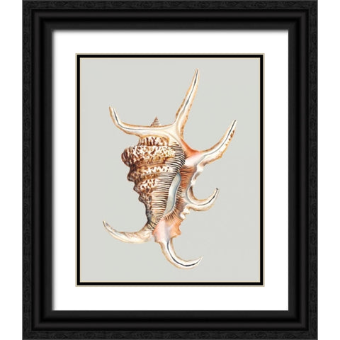 Spider Conch Black Ornate Wood Framed Art Print with Double Matting by Willett, Michael