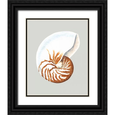 Nautilus Black Ornate Wood Framed Art Print with Double Matting by Willett, Michael