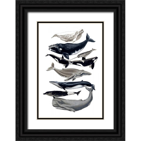 Whale Display I Black Ornate Wood Framed Art Print with Double Matting by McCavitt, Naomi