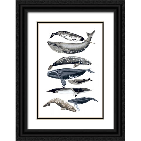 Whale Display II Black Ornate Wood Framed Art Print with Double Matting by McCavitt, Naomi