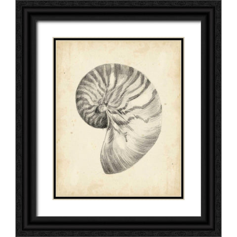 Antique Shell Study I Black Ornate Wood Framed Art Print with Double Matting by Harper, Ethan