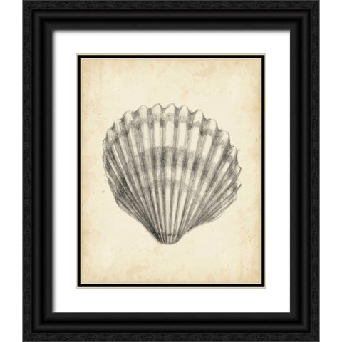 Antique Shell Study III Black Ornate Wood Framed Art Print with Double Matting by Harper, Ethan