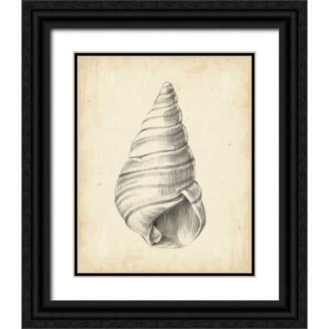 Antique Shell Study V Black Ornate Wood Framed Art Print with Double Matting by Harper, Ethan