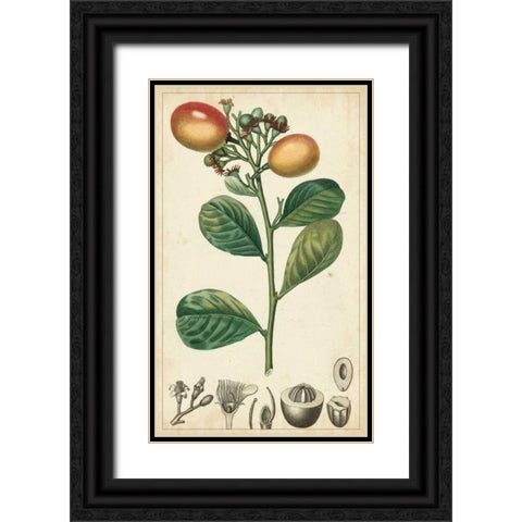 Exotic Fruits II Black Ornate Wood Framed Art Print with Double Matting by Turpin