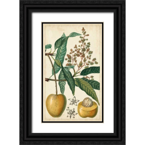 Exotic Fruits III Black Ornate Wood Framed Art Print with Double Matting by Turpin