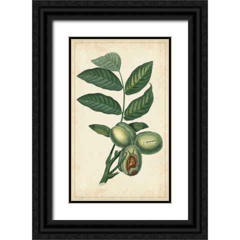 Exotic Fruits IV Black Ornate Wood Framed Art Print with Double Matting by Turpin
