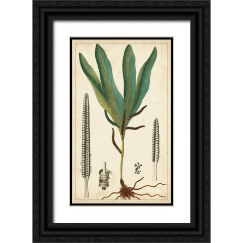 Foliage Botanique II Black Ornate Wood Framed Art Print with Double Matting by Turpin