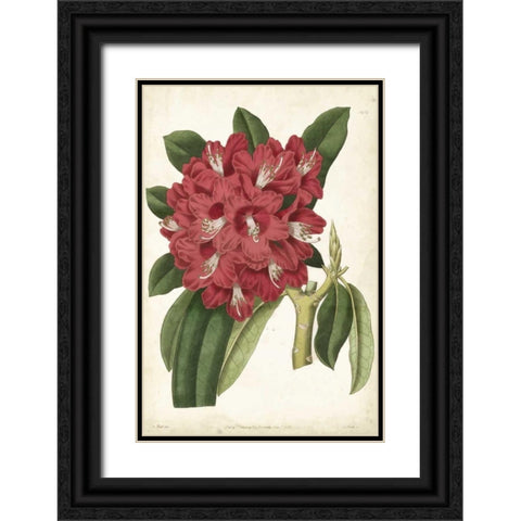 Antique Rhododendron II Black Ornate Wood Framed Art Print with Double Matting by Curtis