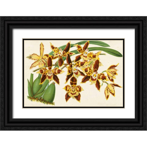 Graceful Orchids I Black Ornate Wood Framed Art Print with Double Matting by Stroobant