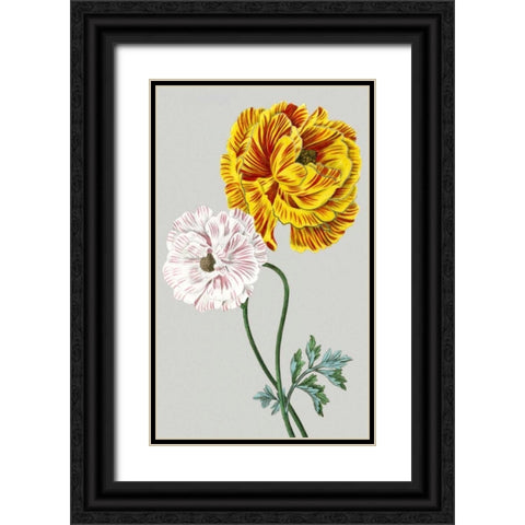 Vintage Garden Varieties III Black Ornate Wood Framed Art Print with Double Matting by Vision Studio