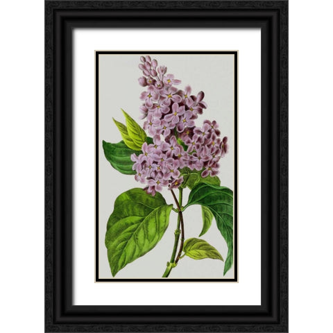 Vintage Garden Varieties V Black Ornate Wood Framed Art Print with Double Matting by Vision Studio