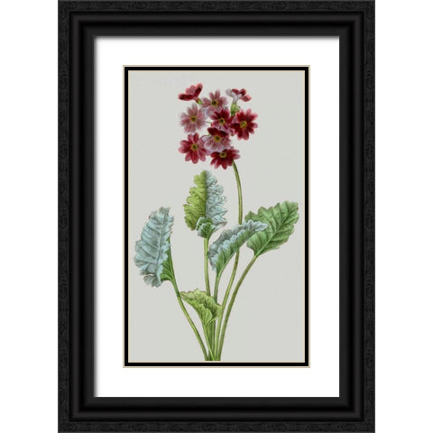 Vintage Garden Varieties VI Black Ornate Wood Framed Art Print with Double Matting by Vision Studio