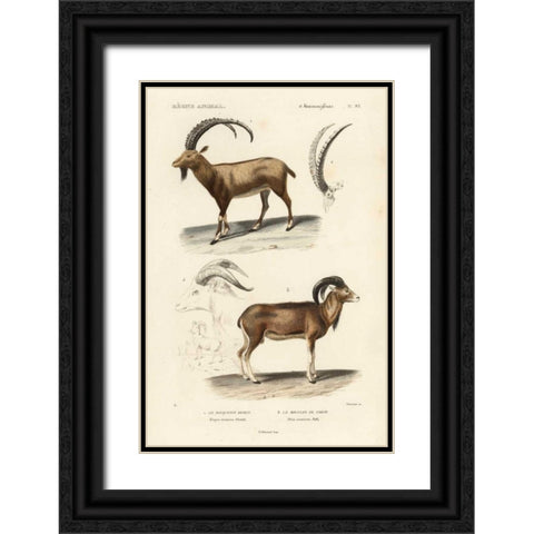 Antique Antelope and Ram Study Black Ornate Wood Framed Art Print with Double Matting by Remond, N.