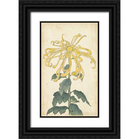 Elegant Chrysanthemums II Black Ornate Wood Framed Art Print with Double Matting by Unknown