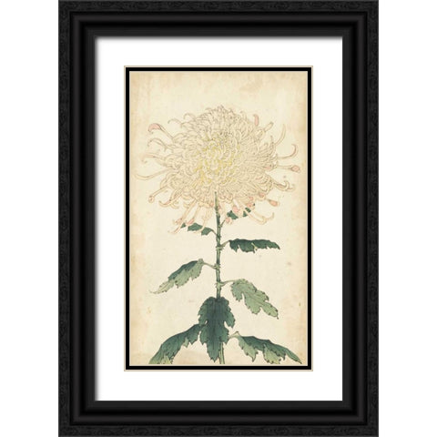 Elegant Chrysanthemums III Black Ornate Wood Framed Art Print with Double Matting by Unknown