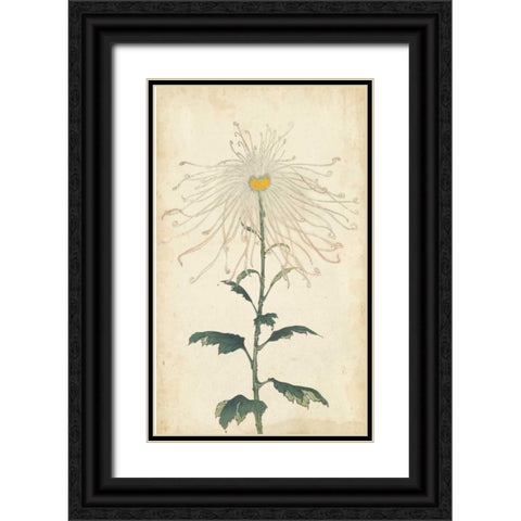 Elegant Chrysanthemums V Black Ornate Wood Framed Art Print with Double Matting by Unknown