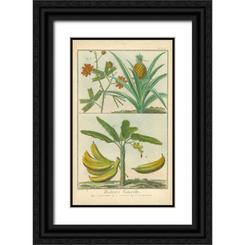 Histoire Naturelle Tropicals II Black Ornate Wood Framed Art Print with Double Matting by Martinet