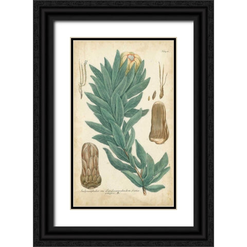 Weinmann Conifers I Black Ornate Wood Framed Art Print with Double Matting by Weinmann