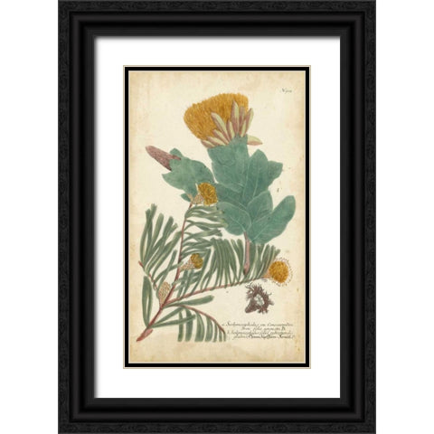 Weinmann Conifers II Black Ornate Wood Framed Art Print with Double Matting by Weinmann