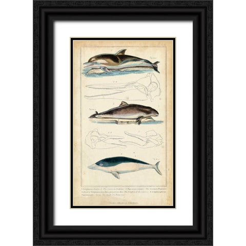 Antique Whale and Dolphin Study II Black Ornate Wood Framed Art Print with Double Matting by G. Henderson