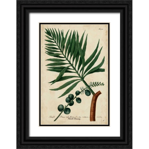 Vintage Tropicals IV Black Ornate Wood Framed Art Print with Double Matting by Weinmann