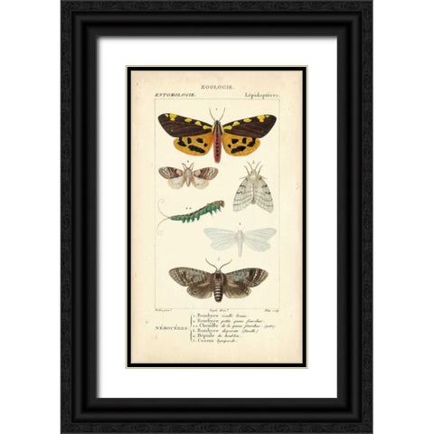 Antique Butterfly Study I Black Ornate Wood Framed Art Print with Double Matting by Turpin