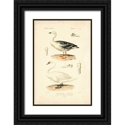 Antique Swan Study Black Ornate Wood Framed Art Print with Double Matting by Remond, N.