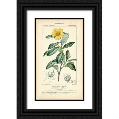 Botanique Study in Yellow I Black Ornate Wood Framed Art Print with Double Matting by Turpin