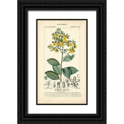 Botanique Study in Yellow II Black Ornate Wood Framed Art Print with Double Matting by Turpin