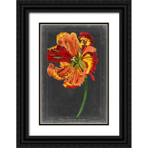 Midnight Tulip I Black Ornate Wood Framed Art Print with Double Matting by Vision Studio