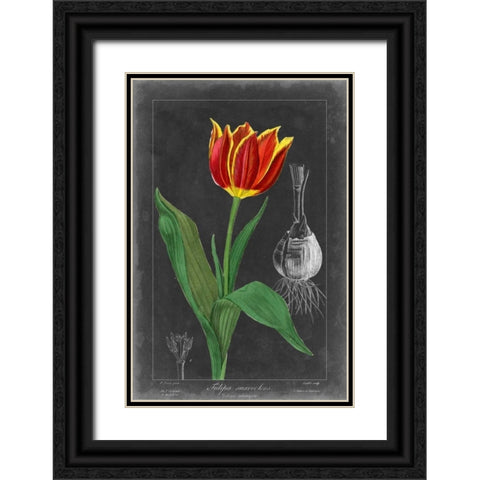 Midnight Tulip IV Black Ornate Wood Framed Art Print with Double Matting by Vision Studio