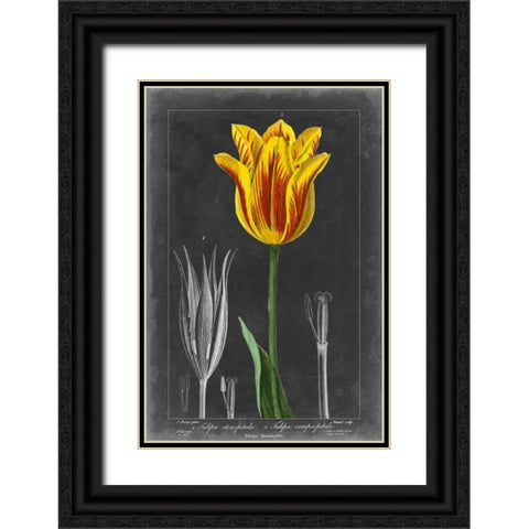 Midnight Tulip V Black Ornate Wood Framed Art Print with Double Matting by Vision Studio