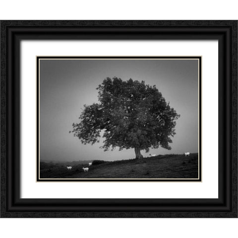 Evening Light I Black Ornate Wood Framed Art Print with Double Matting by Henson, Martin