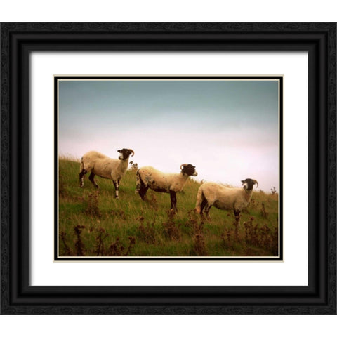 Wooly Friends I Black Ornate Wood Framed Art Print with Double Matting by Bell, Lillian