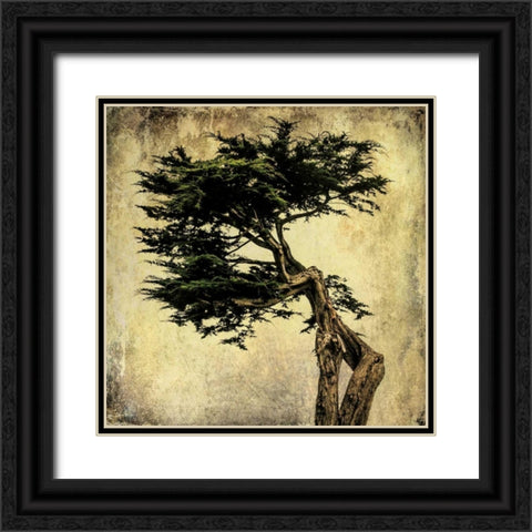 Grand Cypress Black Ornate Wood Framed Art Print with Double Matting by Malek, Honey