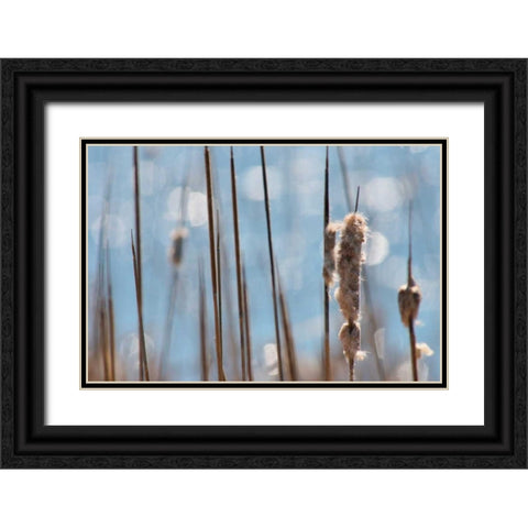 Light Dance on Cattails I Black Ornate Wood Framed Art Print with Double Matting by Robertson, Leda