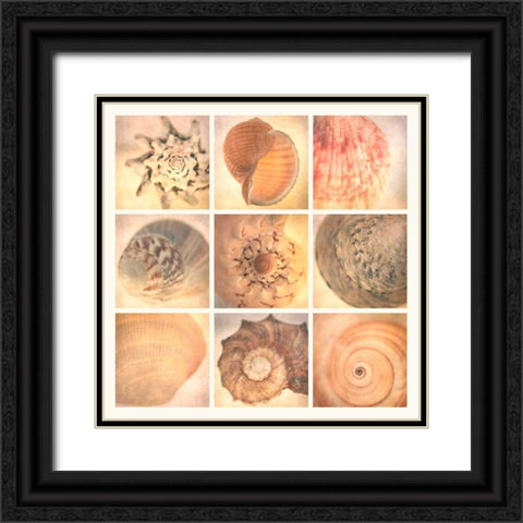 Coral Seashells Black Ornate Wood Framed Art Print with Double Matting by Malek, Honey
