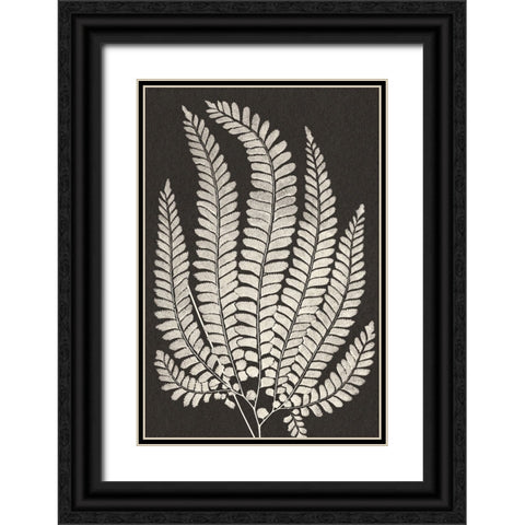 Vintage Ferns II Black Ornate Wood Framed Art Print with Double Matting by JJ Design