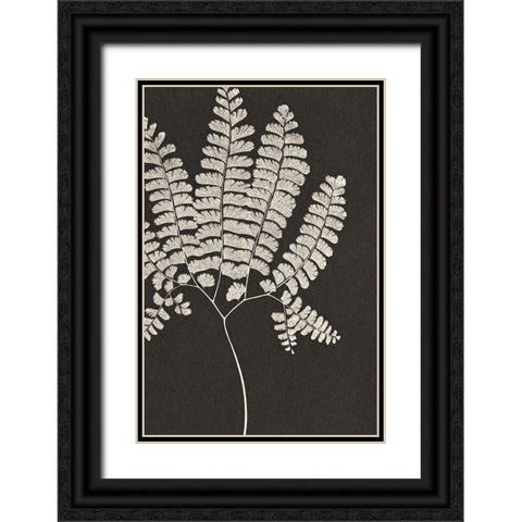 Vintage Ferns IV Black Ornate Wood Framed Art Print with Double Matting by JJ Design