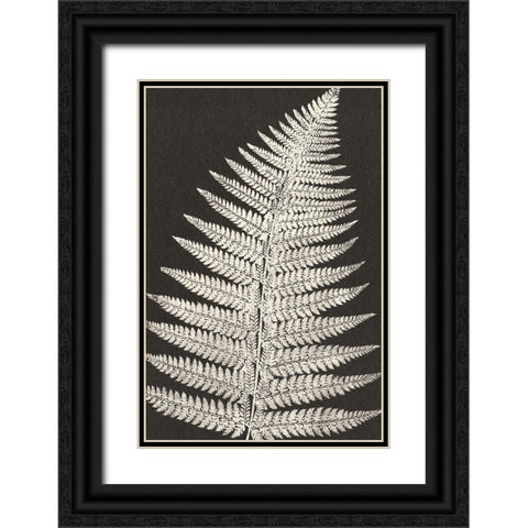 Vintage Ferns VII Black Ornate Wood Framed Art Print with Double Matting by JJ Design
