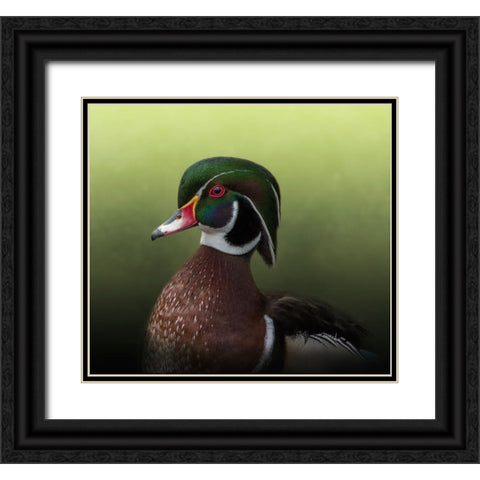 A Duck of Many Colors Black Ornate Wood Framed Art Print with Double Matting by Parker, Kelley