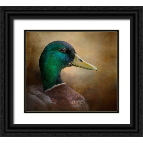 Magnificent Mallard Black Ornate Wood Framed Art Print with Double Matting by Parker, Kelley