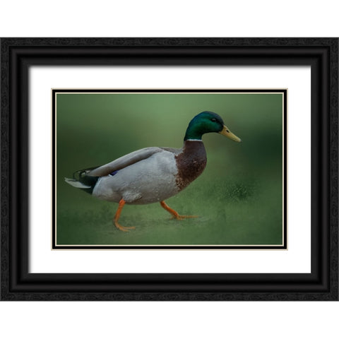 If It Walks Like a Duck Black Ornate Wood Framed Art Print with Double Matting by Parker, Kelley