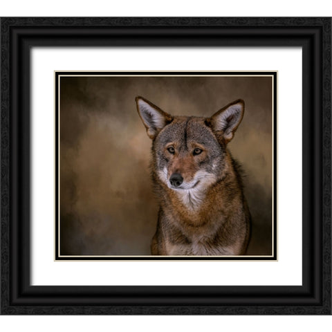 Red Bandit Black Ornate Wood Framed Art Print with Double Matting by Parker, Kelley