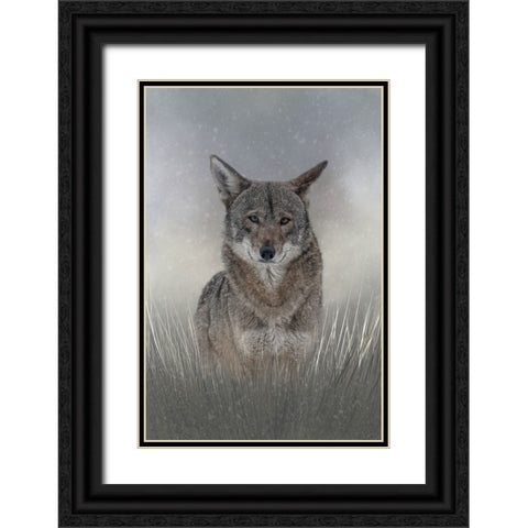 Wolf Among Us Black Ornate Wood Framed Art Print with Double Matting by Parker, Kelley