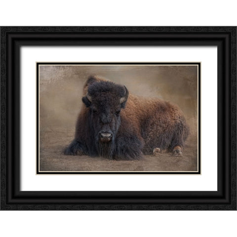 Bison at Rest Black Ornate Wood Framed Art Print with Double Matting by Parker, Kelley