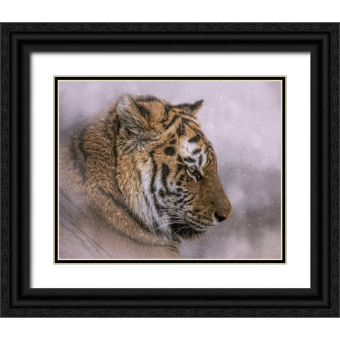 Snow Tiger Black Ornate Wood Framed Art Print with Double Matting by Parker, Kelley