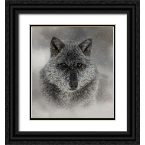 Winter Wolf Black Ornate Wood Framed Art Print with Double Matting by Parker, Kelley