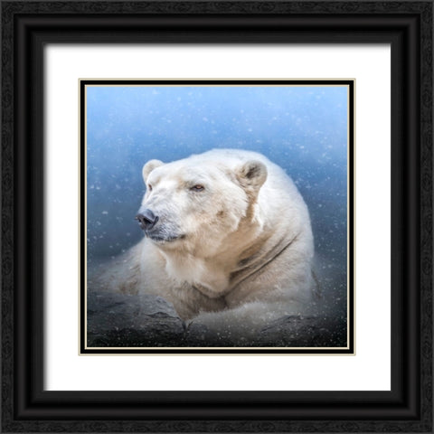 Snow King Black Ornate Wood Framed Art Print with Double Matting by Parker, Kelley